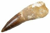 Bargain, Fossil Spinosaurus Tooth - Real Dinosaur Tooth #345921-1